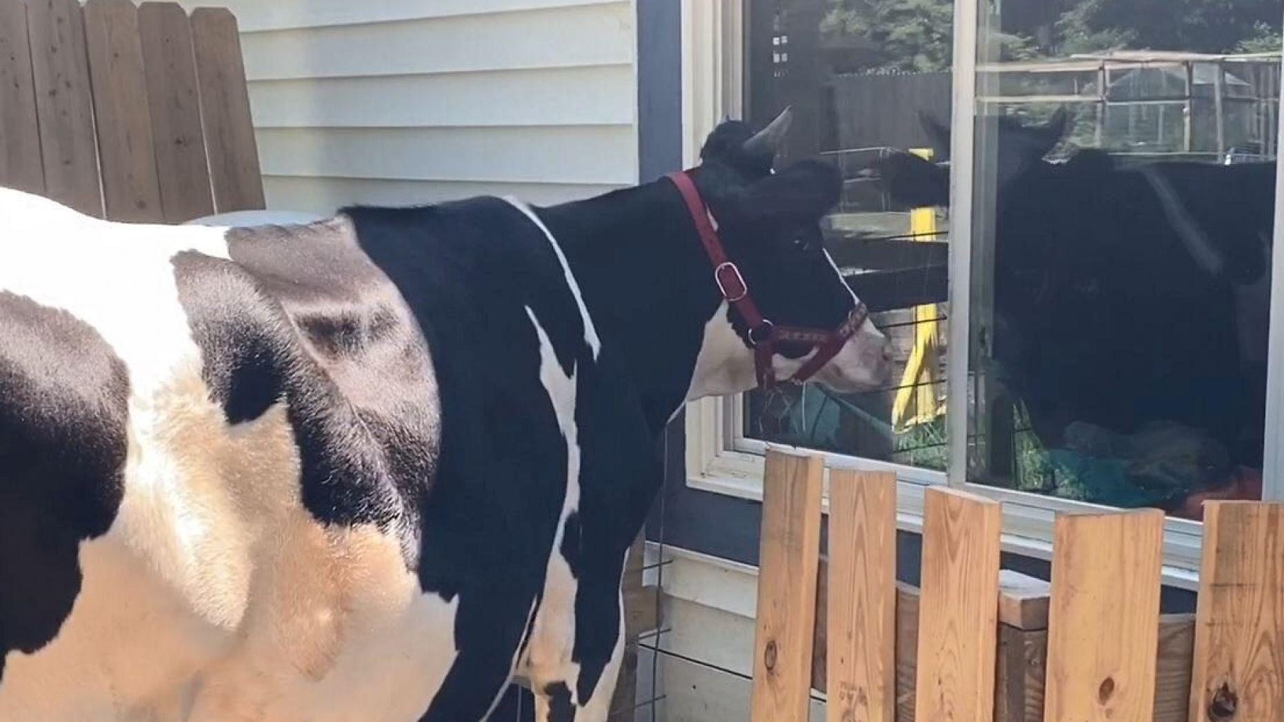 cow wants hug 8-3-20 fox news.jpg